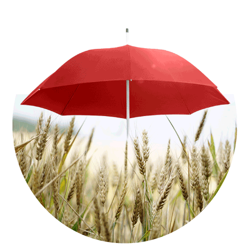 संस्थागत उत्पाद